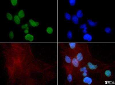 Immunocytochemistry/ Immunofluorescence: Histone H3 [Monomethyl Lys9] Antibody - BSA Free [NB21-1071]